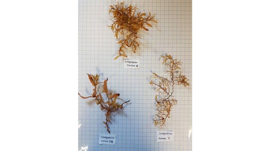 Drie soorten Sargassum van dichtbij